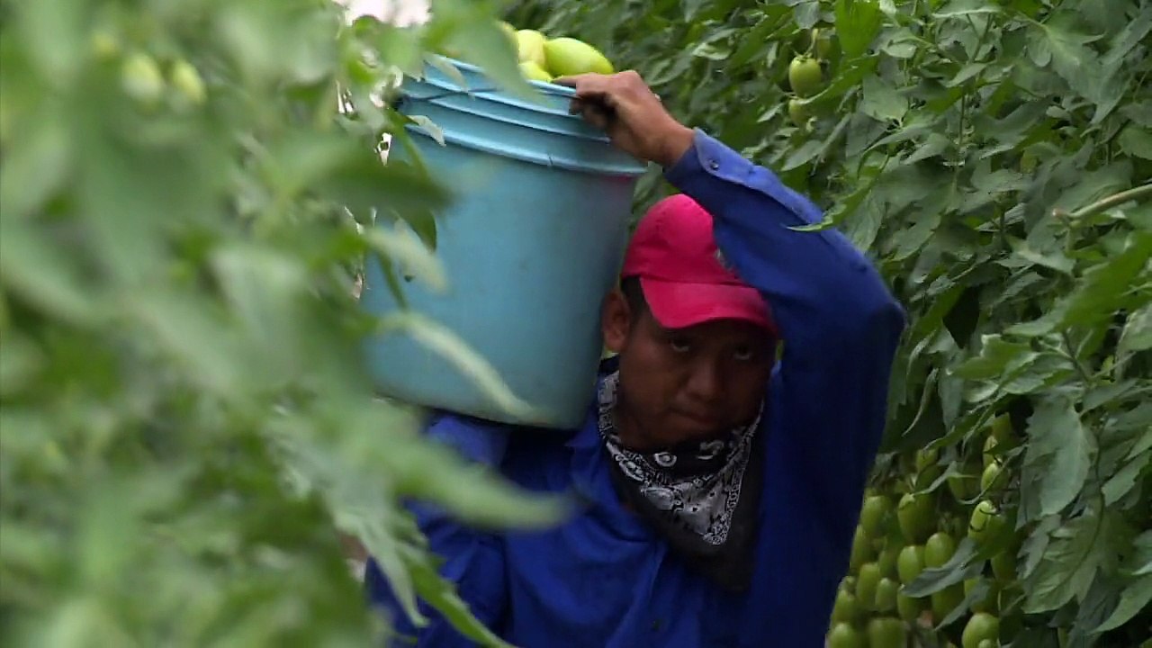 Schuften für Hungerlohn in Mexikos Landwirtschaft