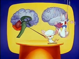 Pinky & the Brain - Brainstem