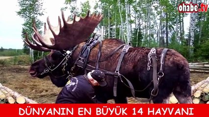 Dünyanın En Büyük 14 Hayvanı
