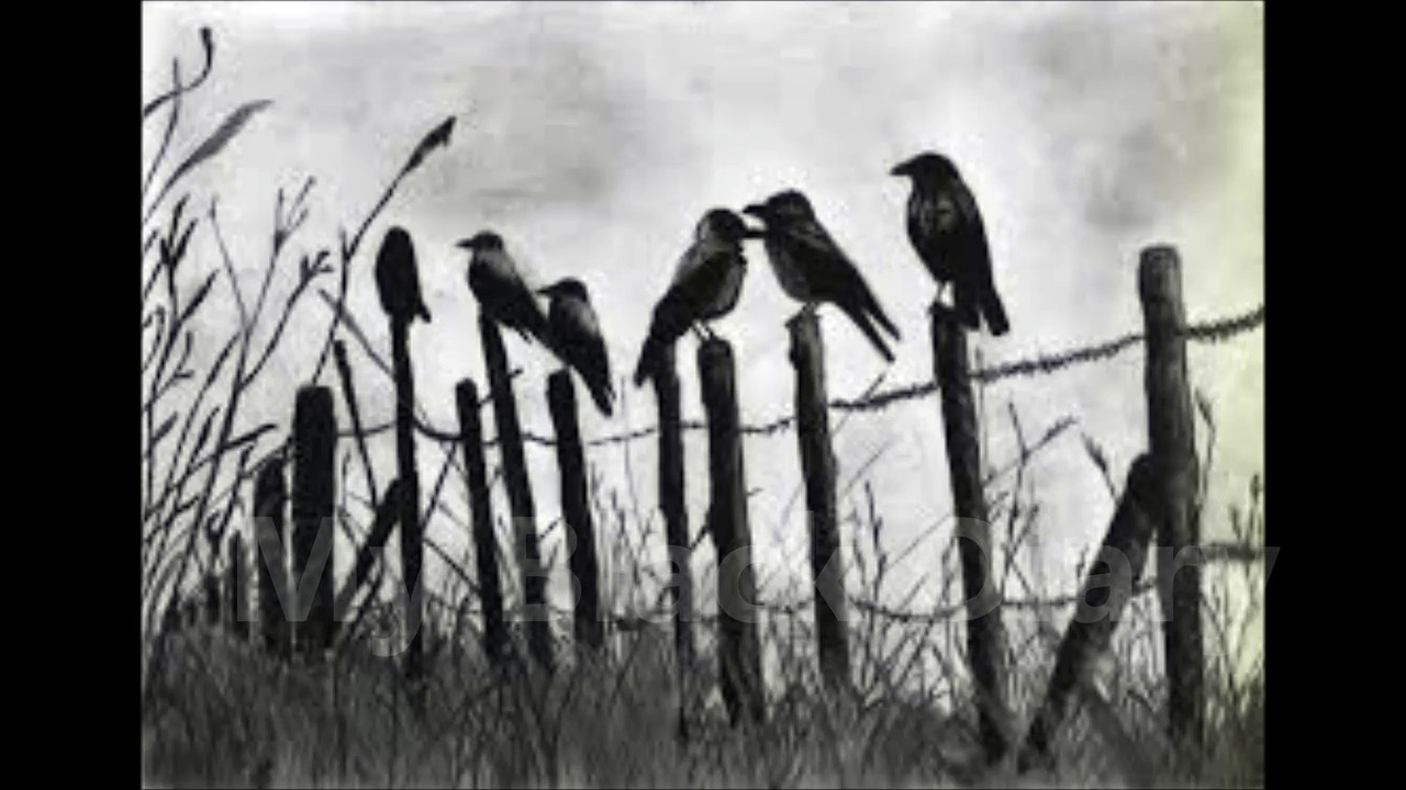 Nature and Organisation - My Black Diary