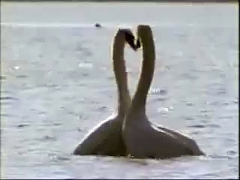 Лебединая любовь. Нереально красивое видео!!!!!!