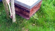 Recupération essaim abeilles