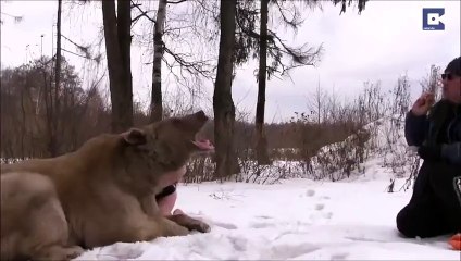Un ours pose avec des top models en Russie