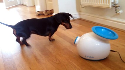 Miniature Dachshund playing fetch with automatic ball launcher