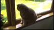 Baby Scottish Fold cat: cute munchkin kitten! Fat cats, pampered celebrity pets