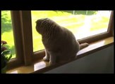 Baby Scottish Fold cat: cute munchkin kitten! Fat cats, pampered celebrity pets