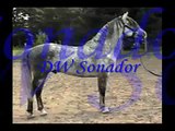Andalusian Stallion at Stud