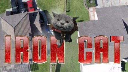 Iron Cat
