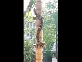 Un serpent qui grimpe à un arbre