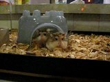 Roborovski Hamsters