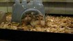 Roborovski Hamsters