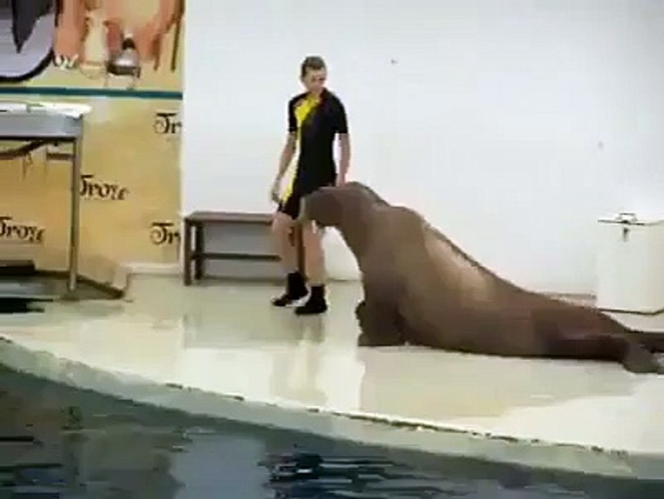 exercise by seal