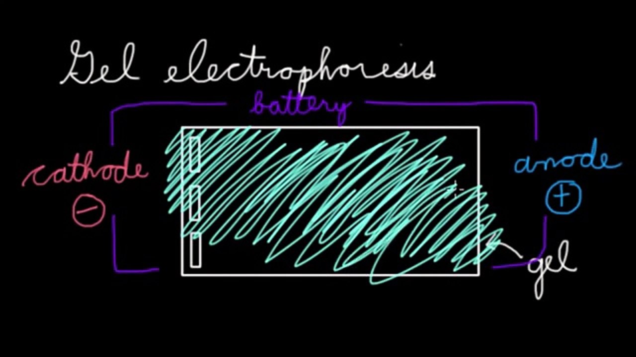 Gel Electrophoresis