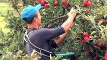 It's summer time on Boxford Farm and the orchards are bursting with apples