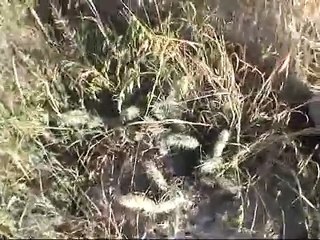 Fossil Hunt in the Badlands