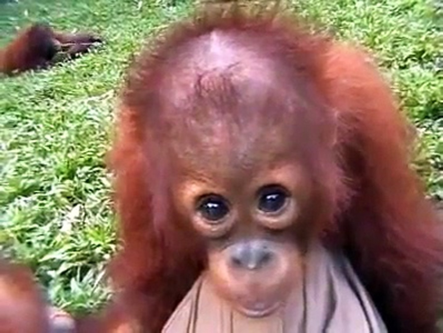 Oh You Pretty Things.... (Orangutan Fun Time)