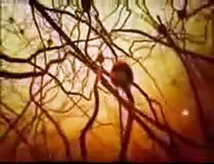 Why is DMT illegal if it occurs naturally in everyones brain