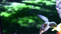 Slow Motion Hummingbirds 5 Canon HD High Speed Casio EX-F1