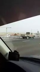 camel race in dubai