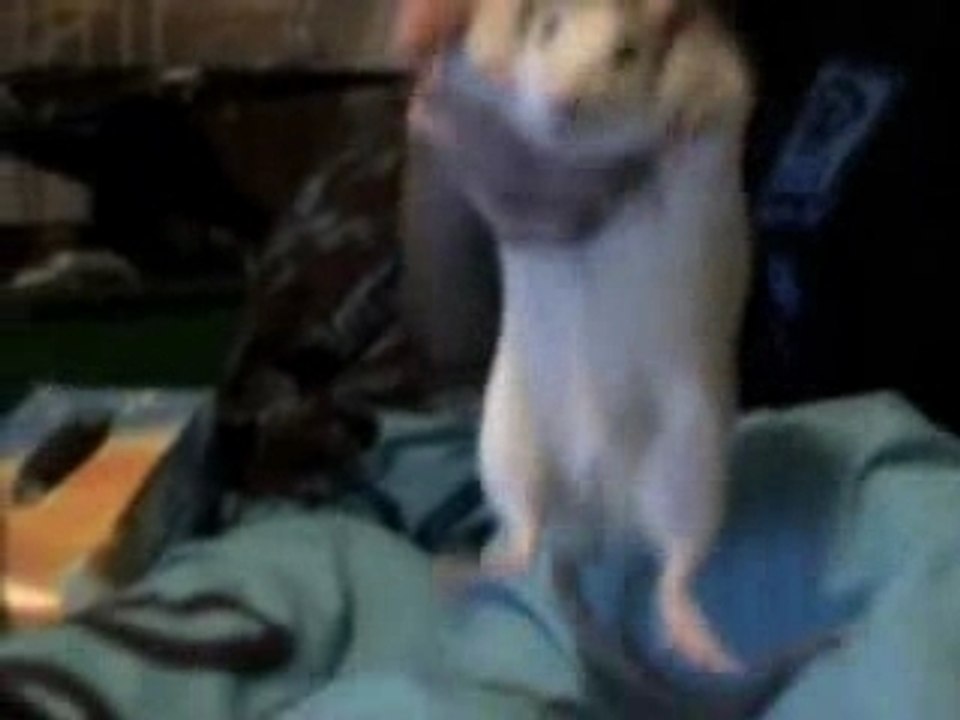 PEPERE QUI DANSE