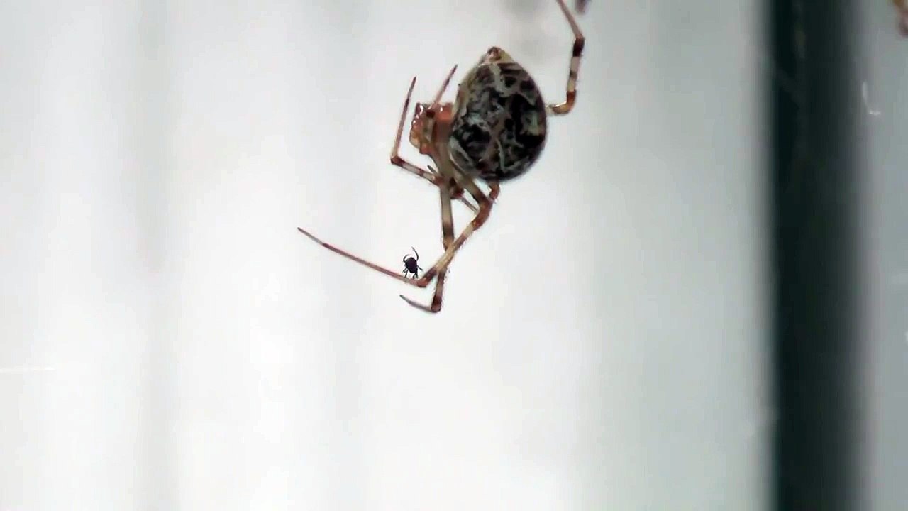 Even spiders hate spiders