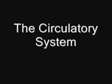 Circulatory System