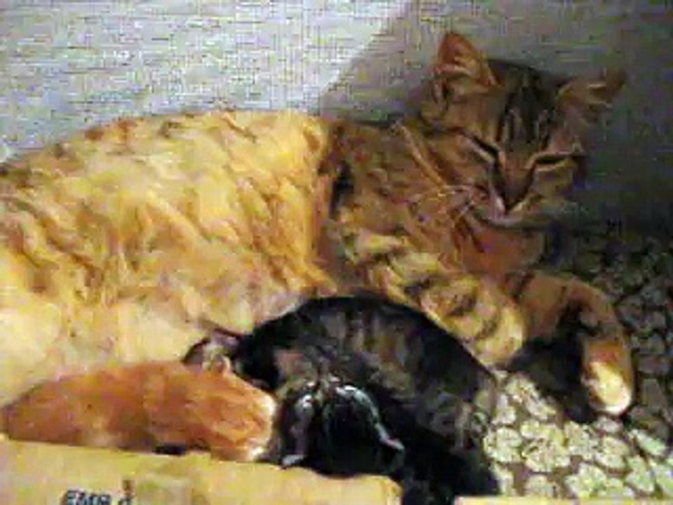 mes chatons 1