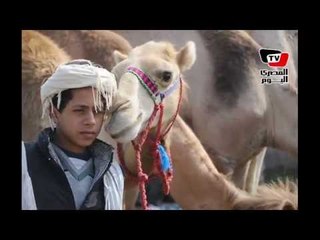 حركة البيع والشراء في سوق المواشي ببنها