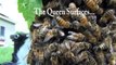 Honey Bee Swarm, how to recover a swarm and return the workers to the original hive