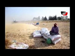 فلاحو الدقهلية يشكون ارتفاع تكاليف الزراعة بموسم حصاد القمح