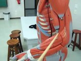 enfermagem anatomia musculos
