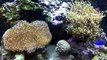 Where and How To Place Corals in a Reef Tank - Using Coral Glue