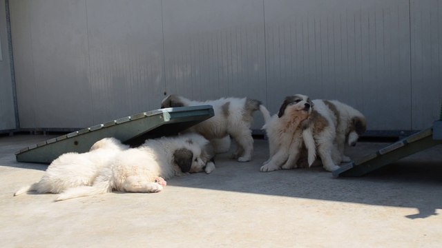 Chiots Montagne des Pyrénées LOF de Gimber-lay de la Plaine d'Astrée nés le 07 mars 2015, disponibles à la mi-mai
