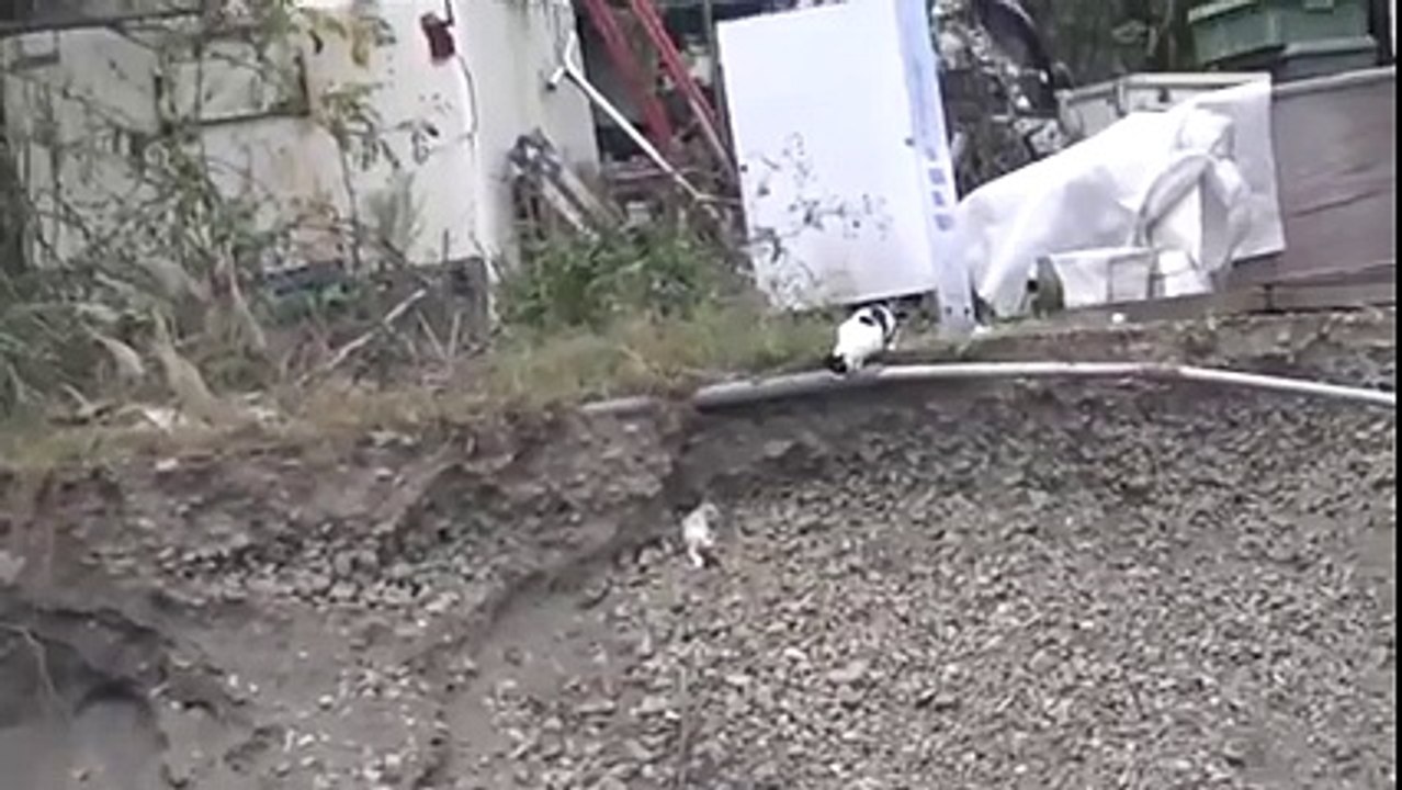 Une maman chat sauve son chaton