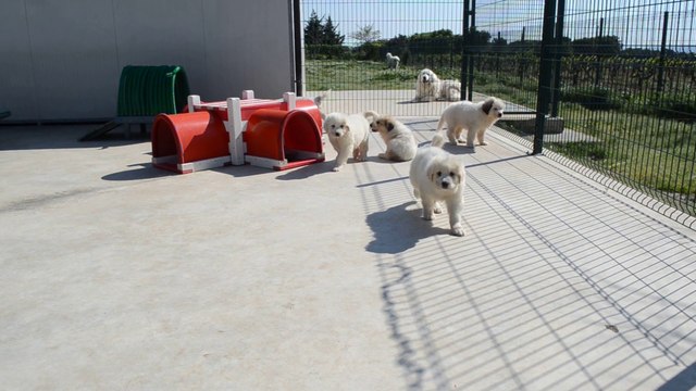 Chiots Montagne des Pyrénées LOF de Gimber-lay de la Plaine d'Astrée nés le 07 mars 2015, disponibles à la mi-mai