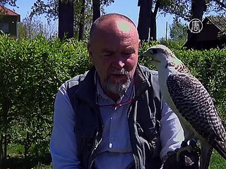 В сербском селе выращивают одних из лучших соколов