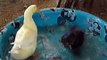 Mama Hen & Baby Chick - touching scene from Peaceable Kingdom animal film