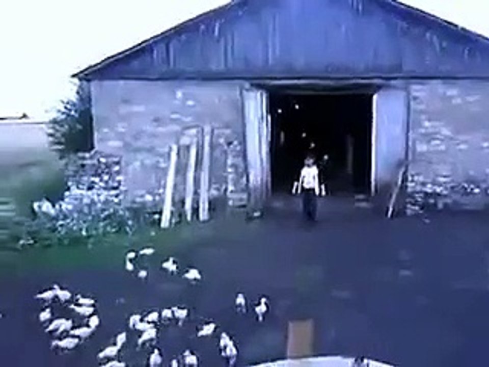 Strange Video How Birds Follow a Man Voice