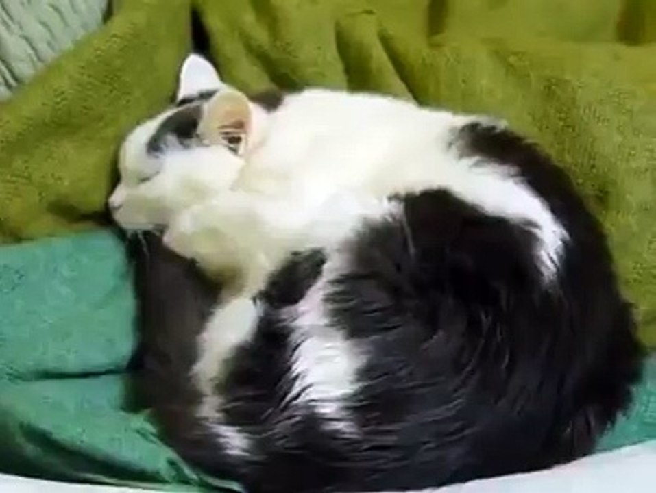 cute catt sleeping