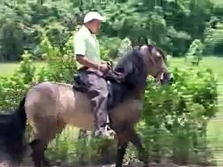 Caballo de Paso Fino Todo Incluido Junior