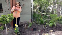 How to Remove Tulips After Blooming : Grow Guru