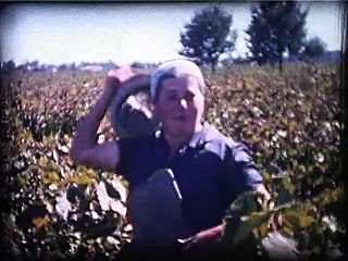 1963 - Bessan - Vendanges