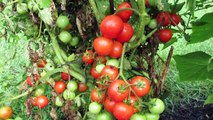 60 Seconds or Sow: All About Determinate Tomatoes /Massive Fruiting- The Rusted Garden 2013