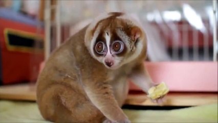 FUNNY lemur eats / ОФИГЕННЫЙ ЛЕМУР СМЕШНО КУШАЕТ