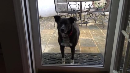 Dog confused by screenless door