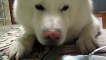 秋田犬アイスクリームはスプーンでいただきます【akita inu】