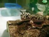 Leopard Gecko Care