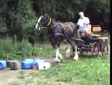 Horse Drawn Promotions - Breaking horses to harness