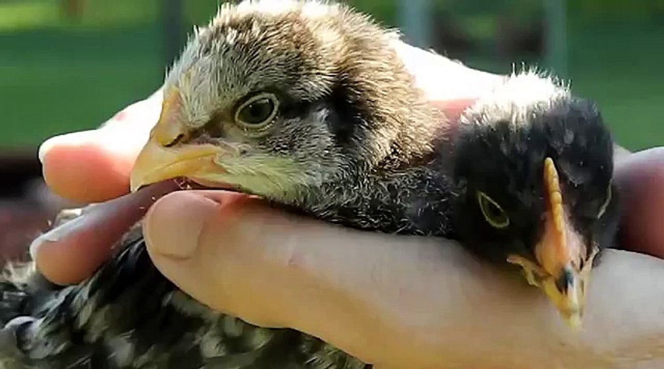 How to tell hens from roosters with 3 week old chicks