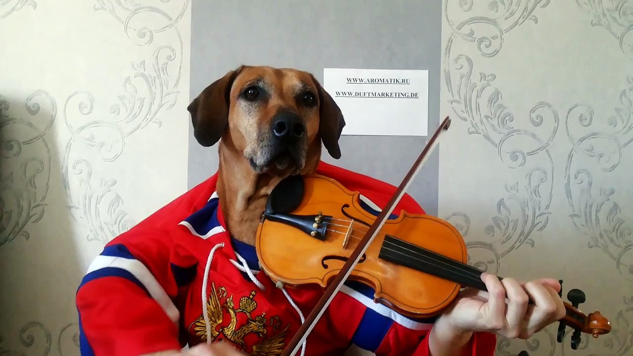 Funny Dog playing violin happy birthday to you